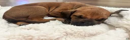 Rhodesian Ridgeback dogs for sale: Rhodesian Ridgeback Puppy 9 - Ad 1