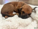 Rhodesian Ridgeback Puppy 9