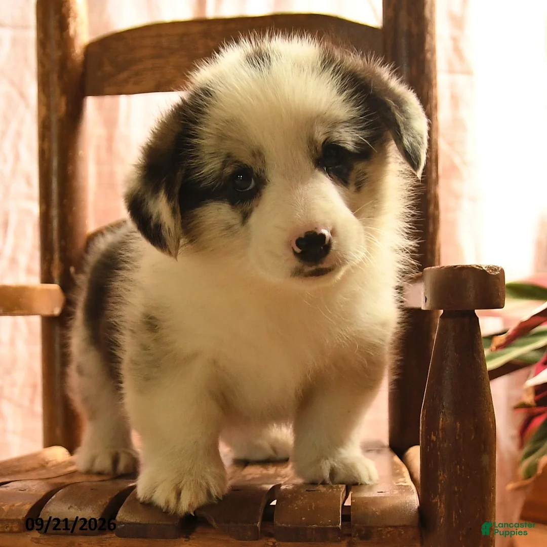 Welsh Corgi Pembroke dogs for sale: Patches - Ad 2
