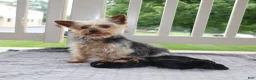 Yorkshire Terrier dogs for sale: Harley Jr  - Ad 8