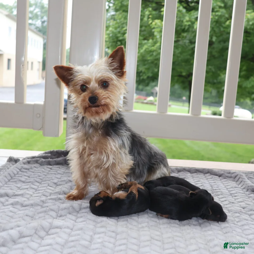 Yorkshire Terrier dogs for sale: Harley Jr  - Ad 8