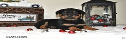 Rottweiler dogs for sale: Holly - Ad 2
