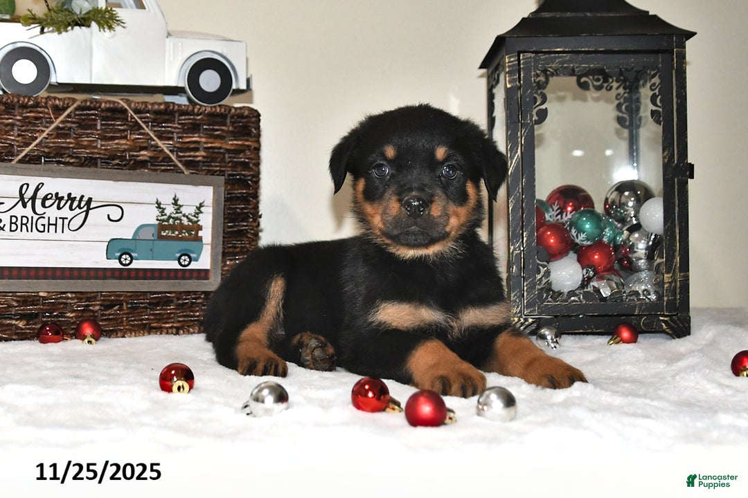 Rottweiler dogs for sale: Holly - Ad 2