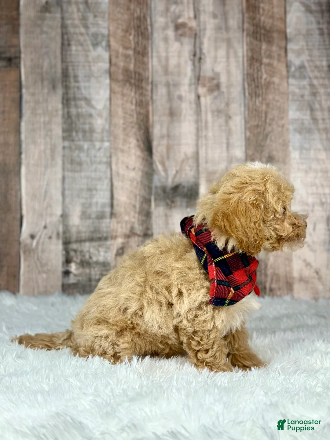 Bichpoo dogs for sale: Boy Eli - 8340 - Ad 10