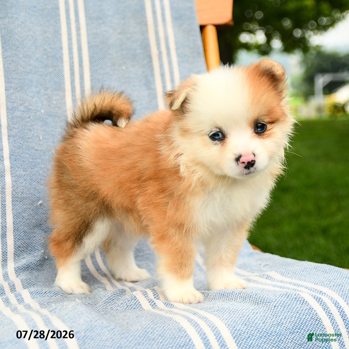 Pomeranian dogs Malia - Ad 1