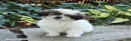 Pugapoo dogs for sale: Shasta - Ad 3