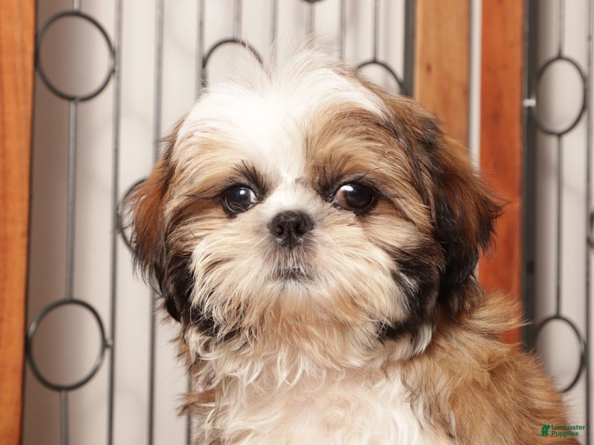 Shih Tzu dogs Luke - Awesome Tri Colored Shihtzu  - Ad 2