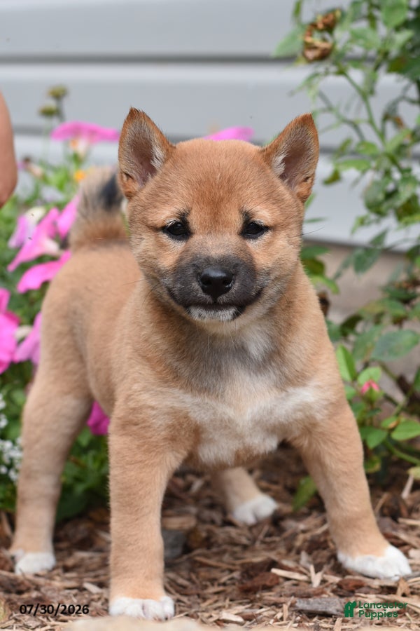 Shiba Inu dogs Jenny - Ad 1