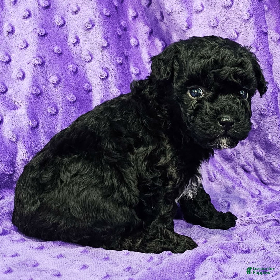 Mixed Breed dogs for sale: Dixon - Ad 3