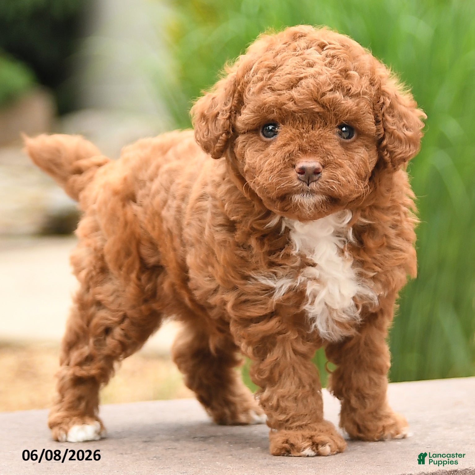Toy Poodle dogs Tiny Fluffy - Ad 2
