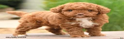 Toy Poodle dogs for sale: Tiny Fluffy - Ad 2