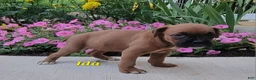 Boxer dogs for sale: Ida - Ad 3