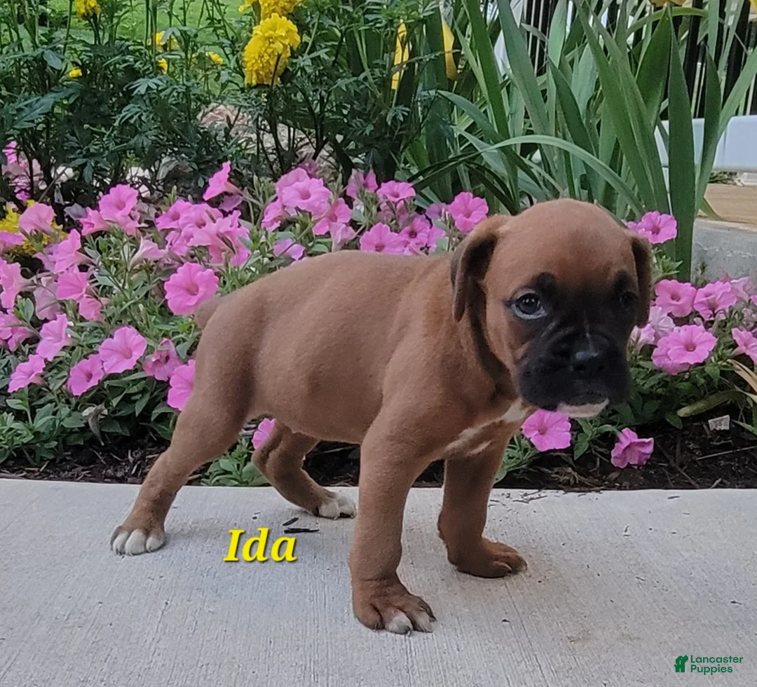 Boxer dogs for sale: Ida - Ad 3