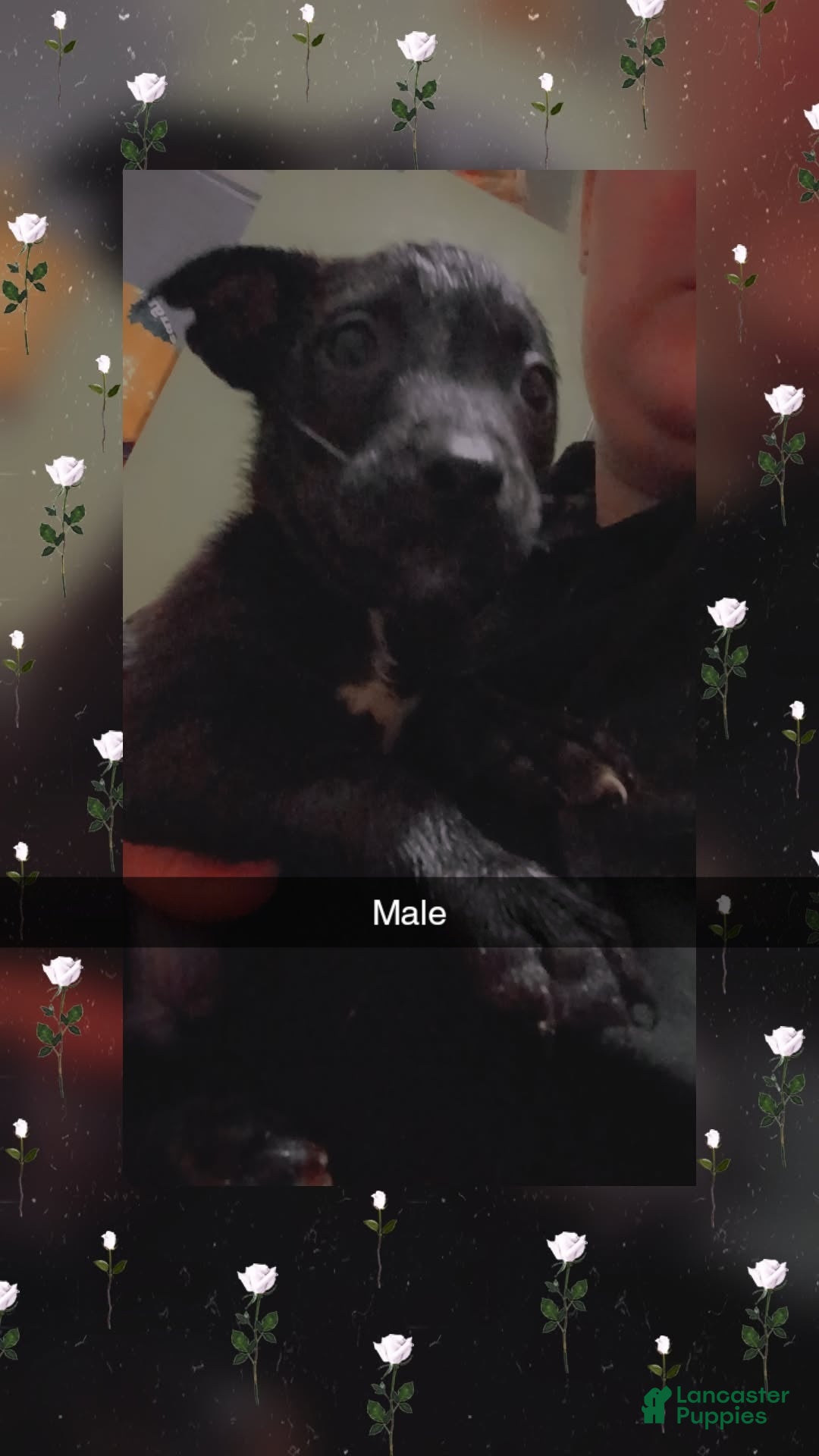 Pitsky dogs Pitsky Puppy 5 - Ad 4