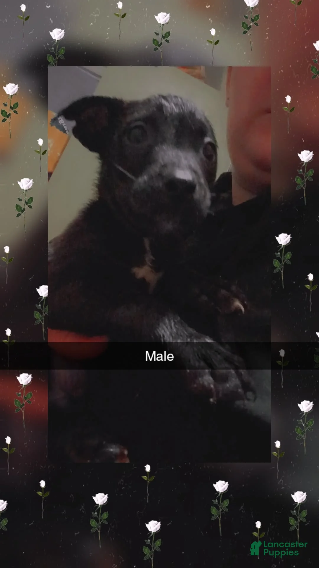 Pitsky dogs for sale: Pitsky Puppy 5 - Ad 1