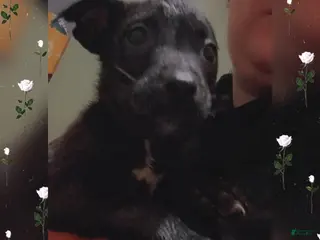 Pitsky dogs Pitsky Puppy 5 - Ad 4