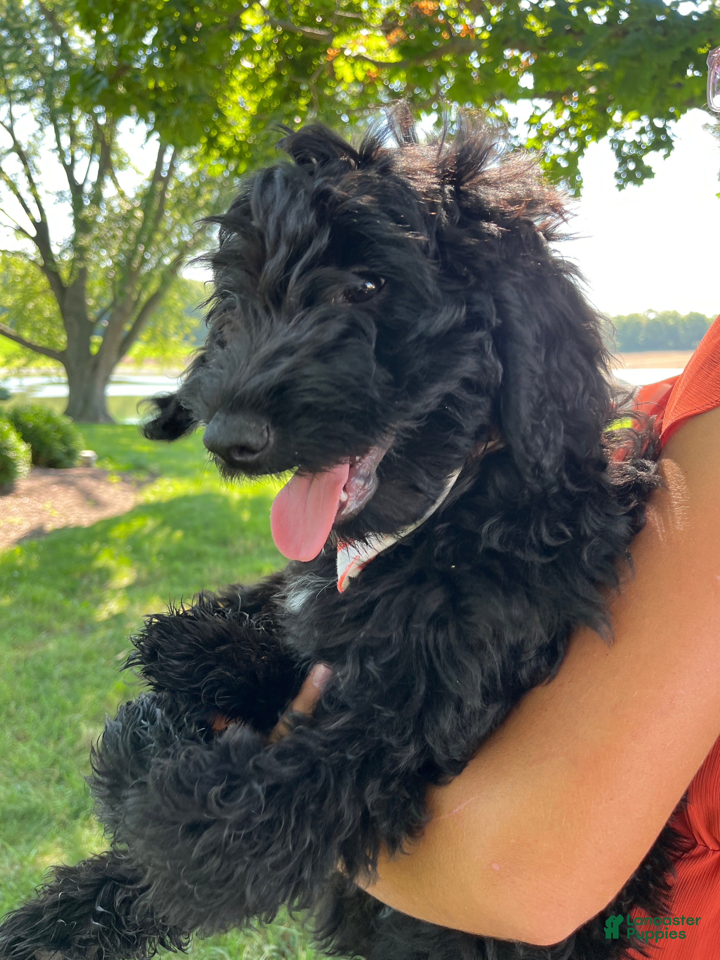 Mini Goldendoodle dogs Kenzie - Ad 2