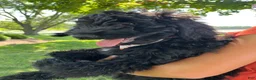 Mini Goldendoodle dogs for sale: Kenzie - Ad 2