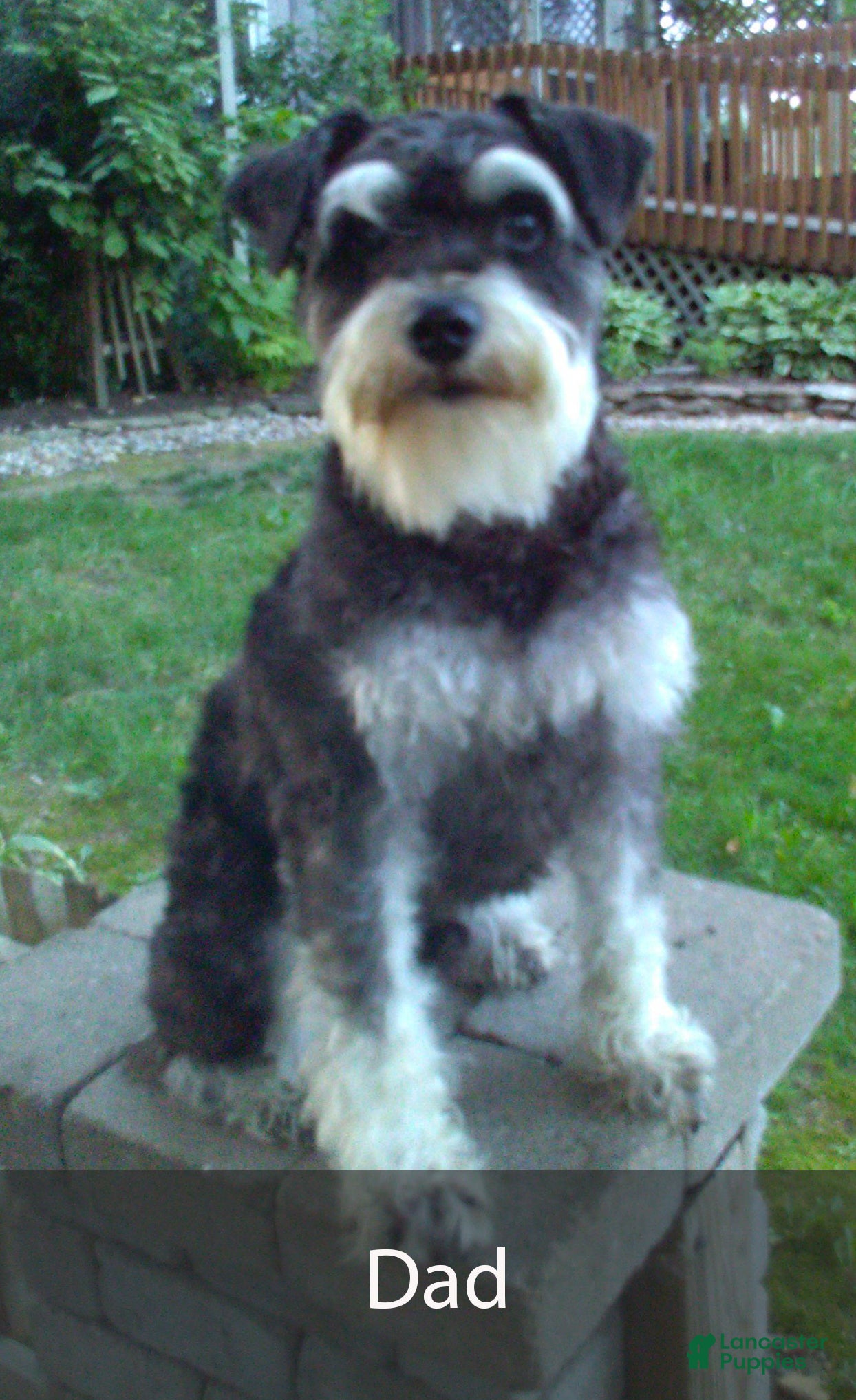 Miniature Schnauzer dogs for sale: Alice - Ad 10