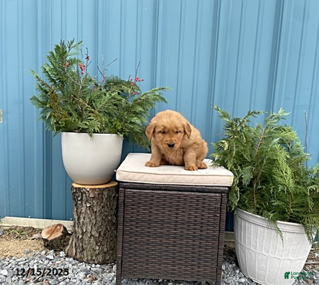 Golden Retriever dogs for sale: Carla - Ad 3