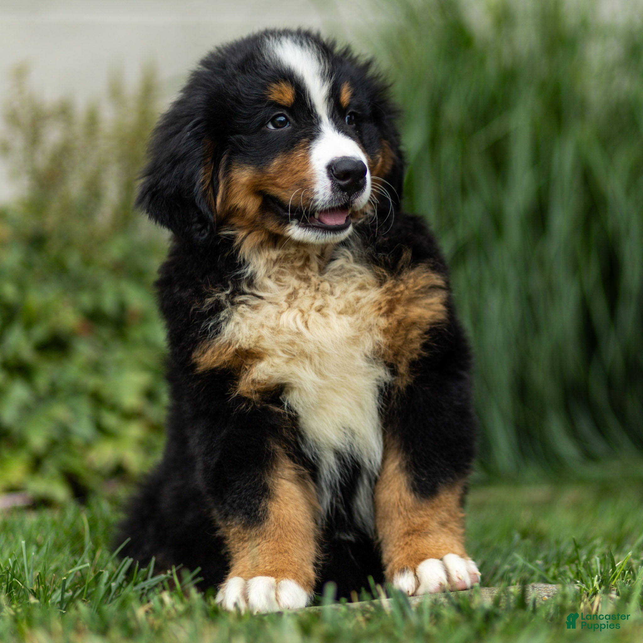 Bernese Mountain Dog dogs Brady Bernese Mountain Dog  - Ad 1