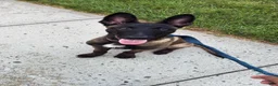 Belgian Malinois dogs for sale: Belgian Malinois 1 - Ad 2