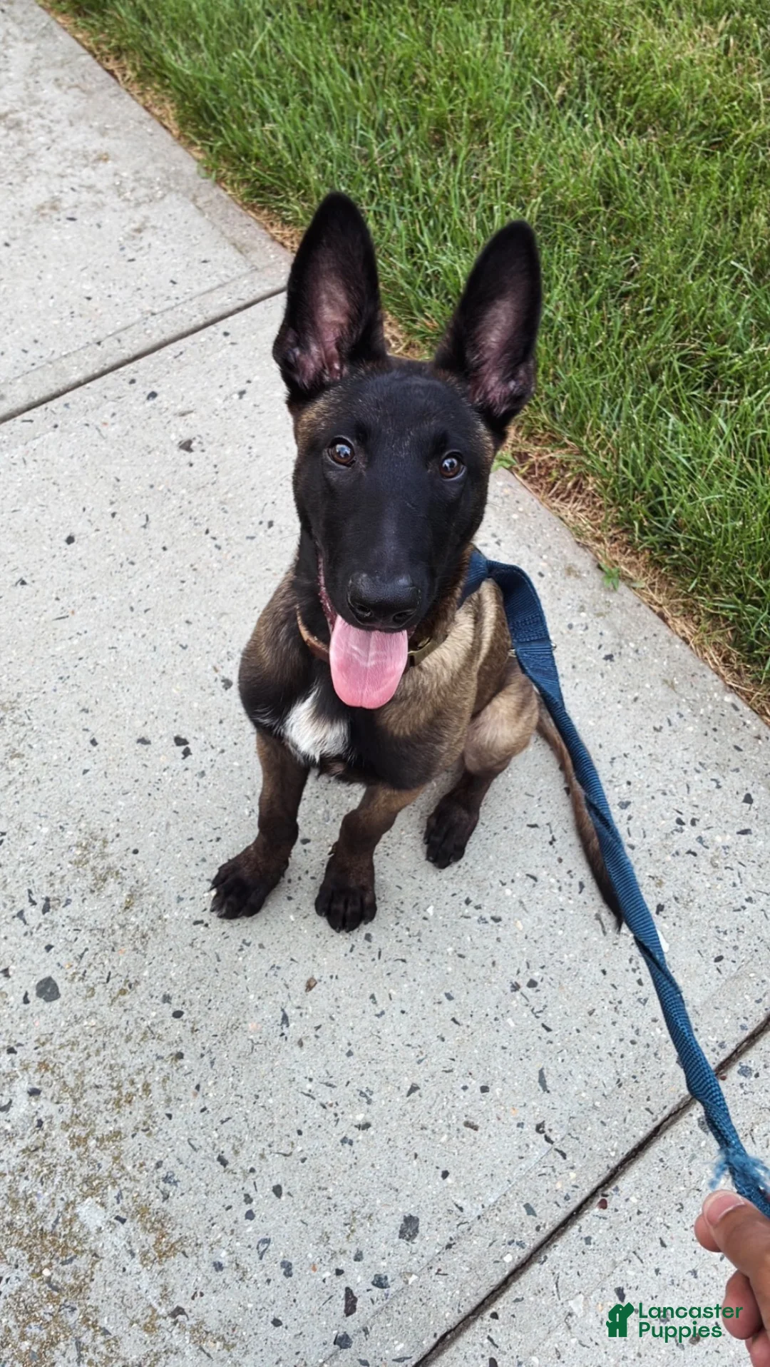 Belgian Malinois dogs for sale: Belgian Malinois 1 - Ad 2