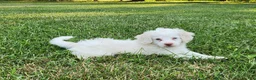 Cockapoo dogs for sale: Marshmallow - Ad 2