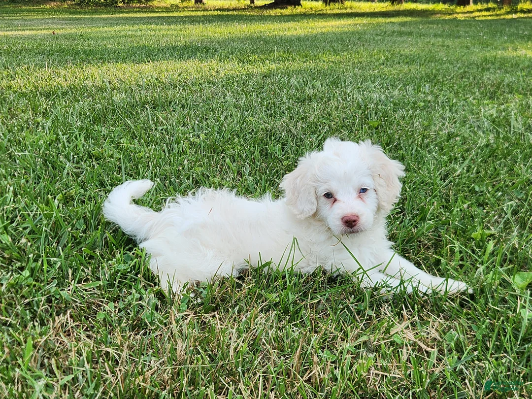 Cockapoo dogs for sale: Marshmallow - Ad 2