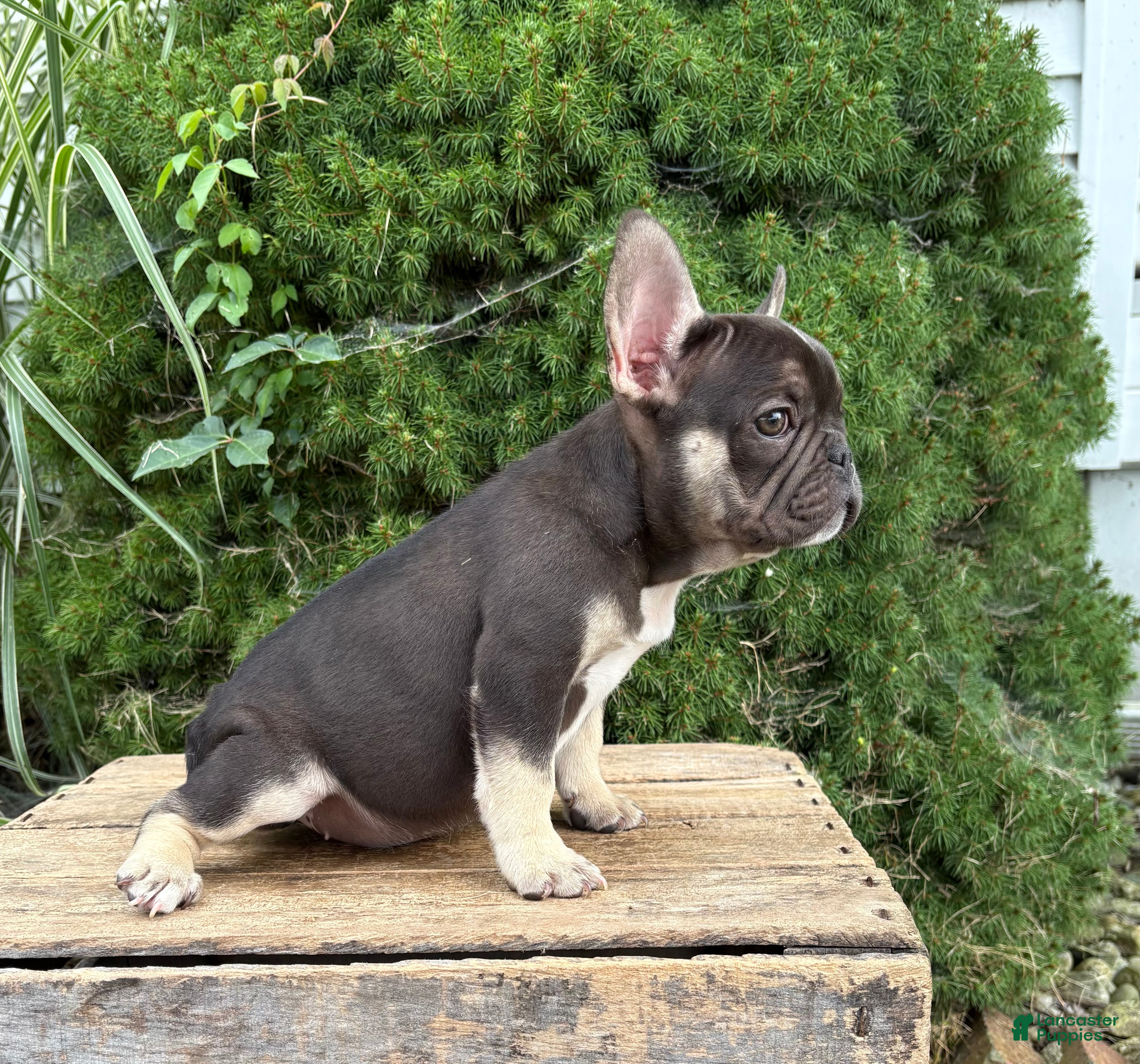 French Bulldog dogs Kiki - Ad 2