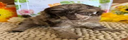 Miniature Poodle dogs for sale: Chantilly - Ad 3