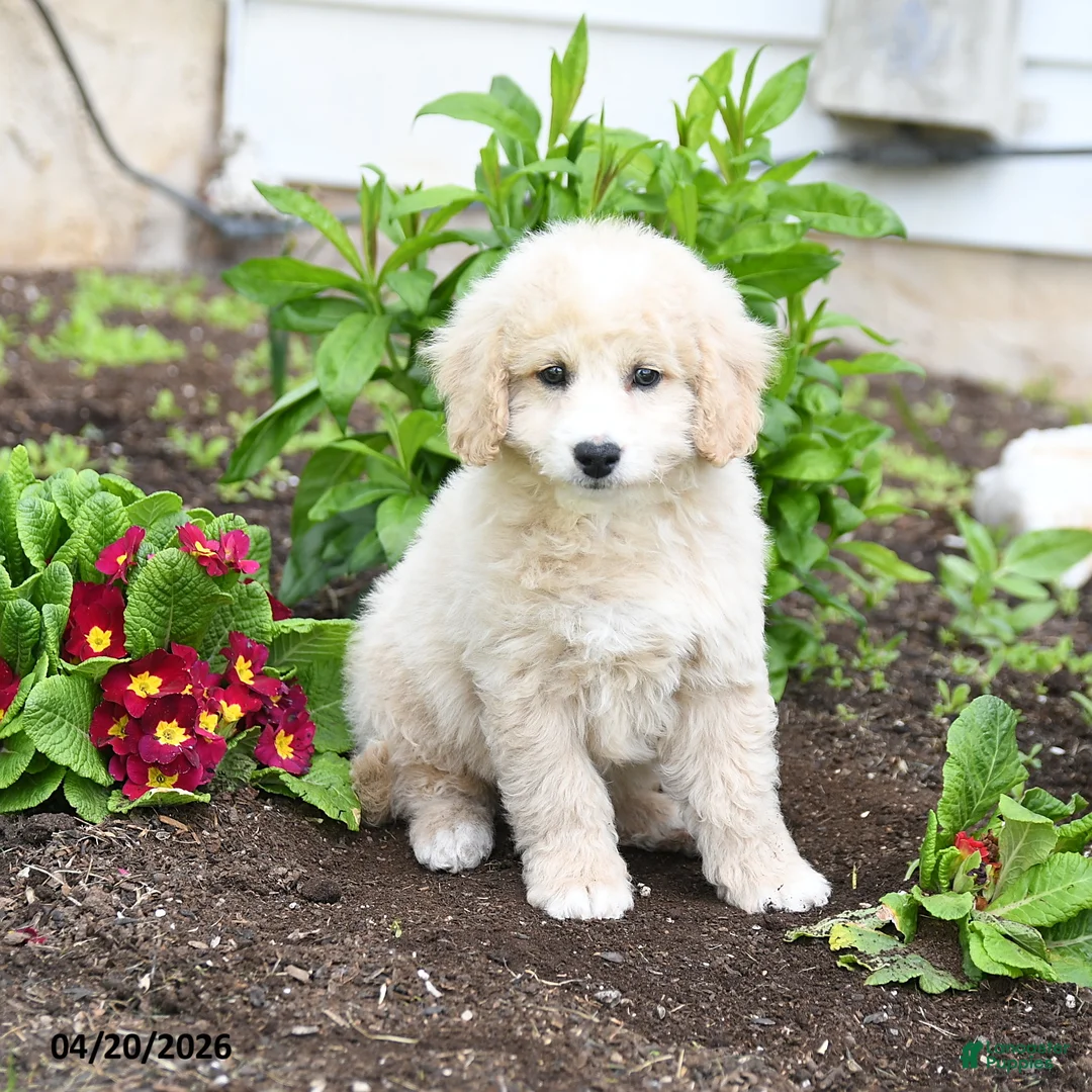 Miniature Labradoodle dogs for sale: Jonny - Ad 1