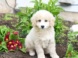 Miniature Labradoodle dogs for sale: Jonny - Ad 3