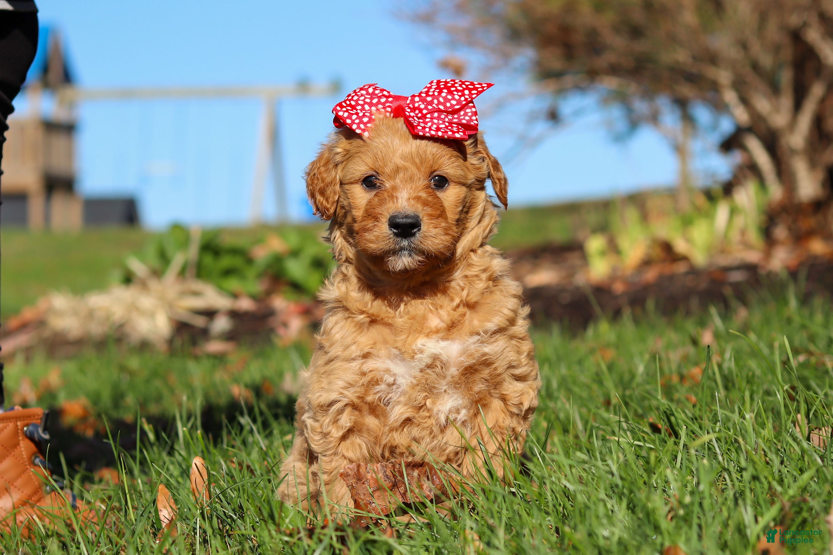 Goldendoodle dogs Honey - Ad 21