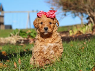 Goldendoodle dogs Honey - Ad 31