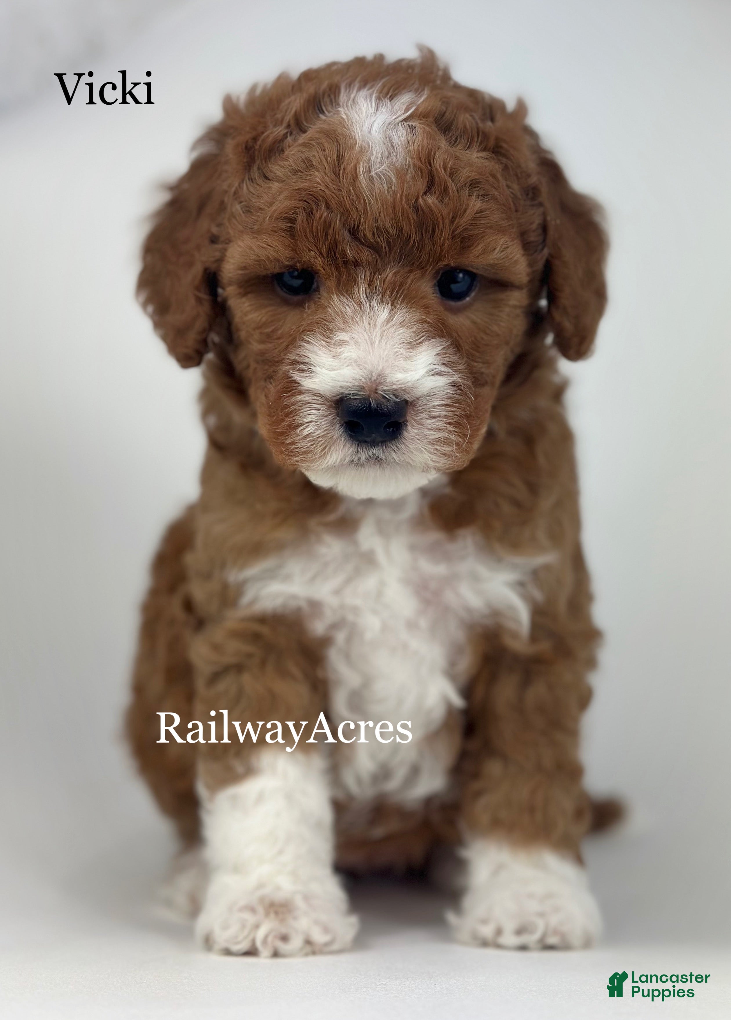 Mini Goldendoodle dogs Vicki-Petite - Ad 34