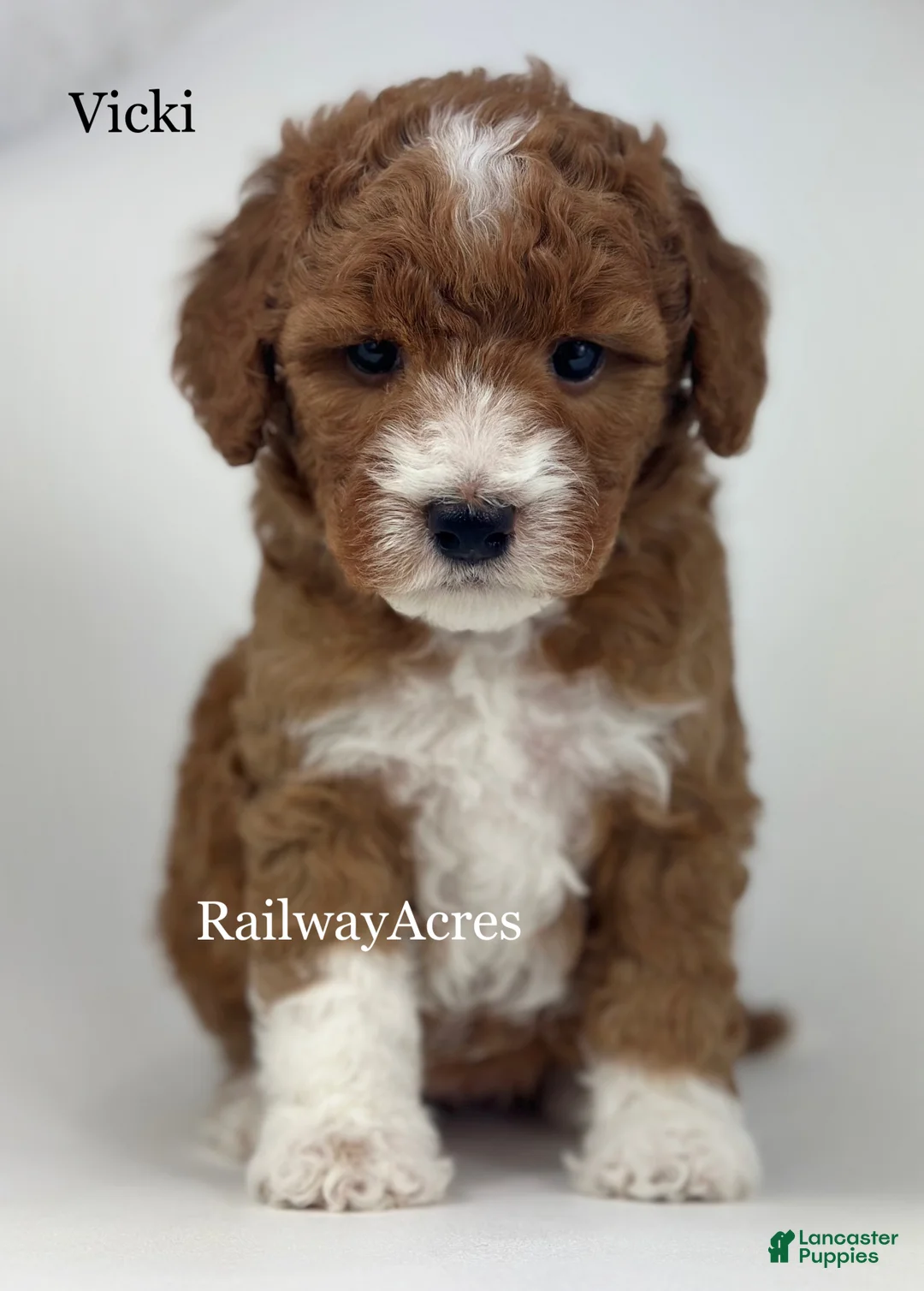 Mini Goldendoodle dogs for sale: Vicki-Petite - Ad 1