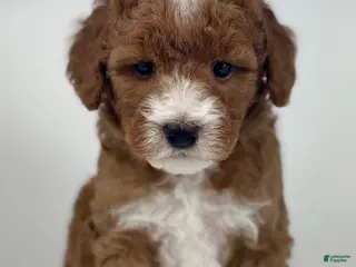 Mini Goldendoodle dogs Vicki-Petite - Ad 34