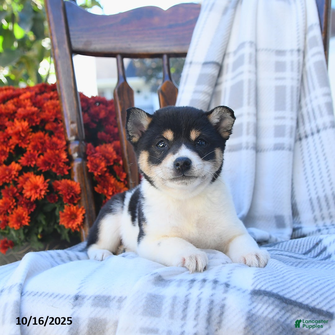 Shiba Inu dogs for sale: Tulip - Ad 10