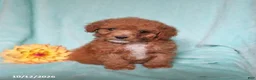 Mixed Breed dogs for sale: Pickles - Ad 4