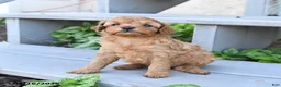 Cavapoo dogs for sale: Precious - Ad 4