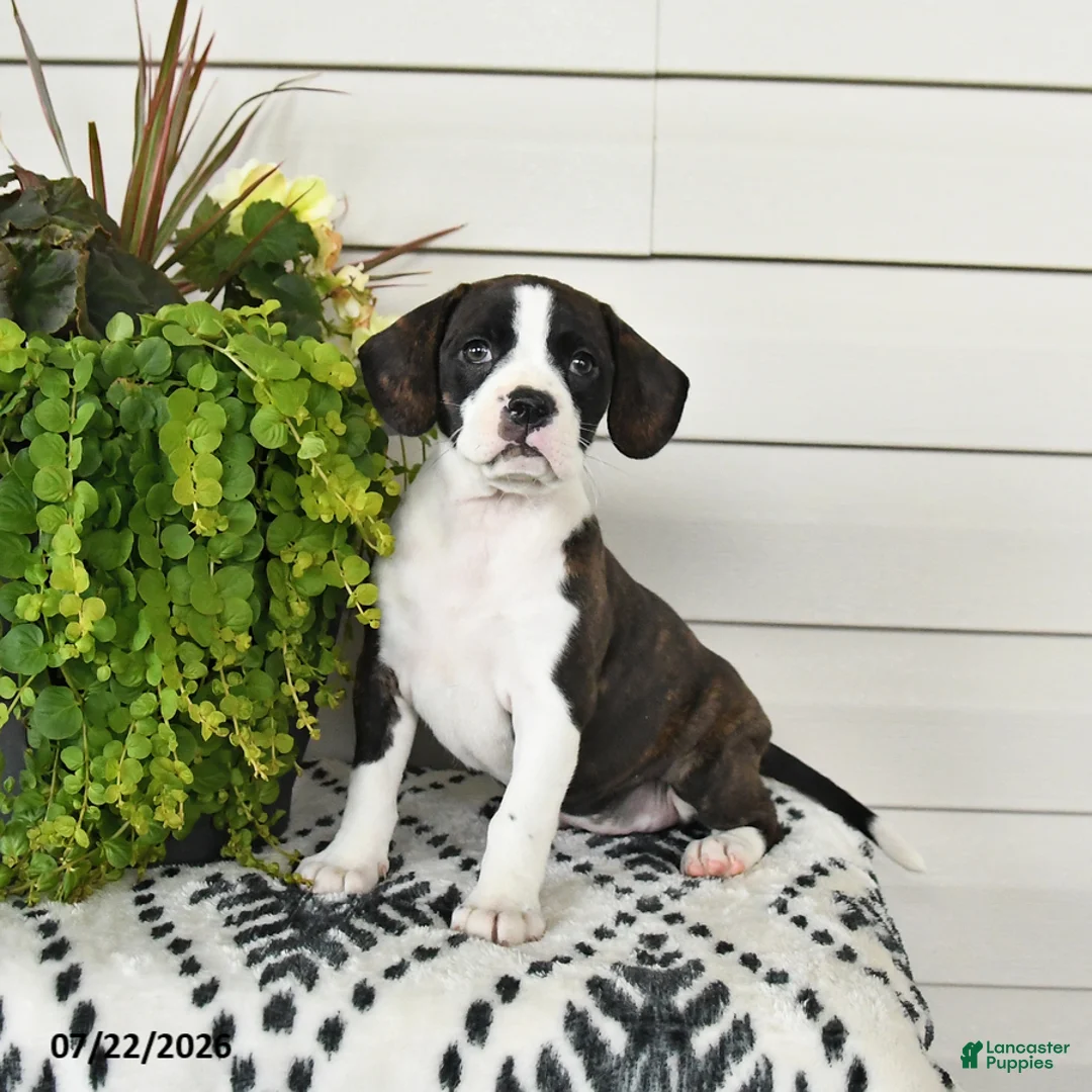 Beaglier dogs for sale: Misty - Ad 3