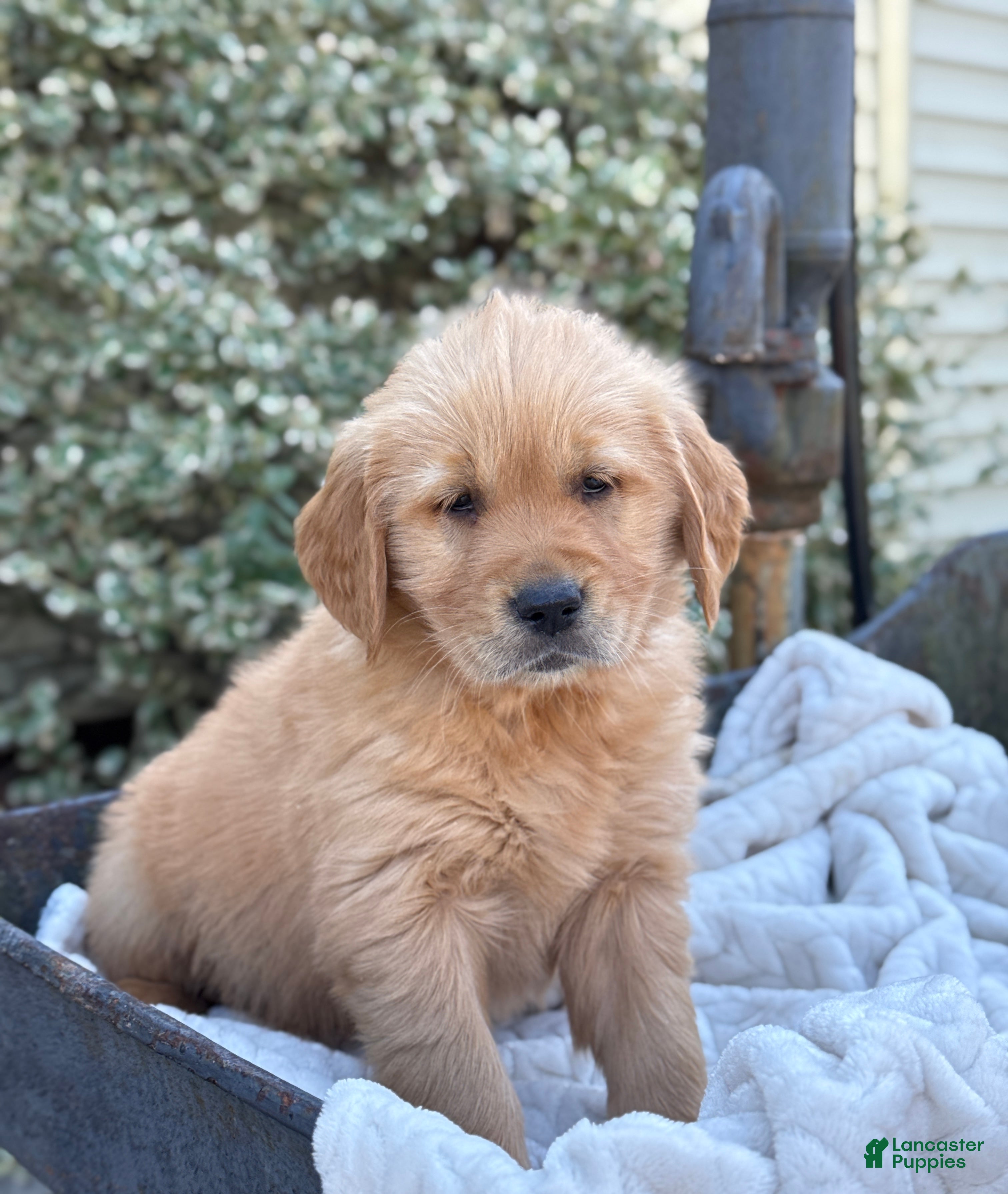 Golden Retriever dogs Marsha - Ad 1