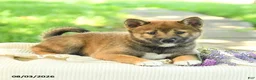 Shiba Inu dogs for sale: Diamond - Ad 3