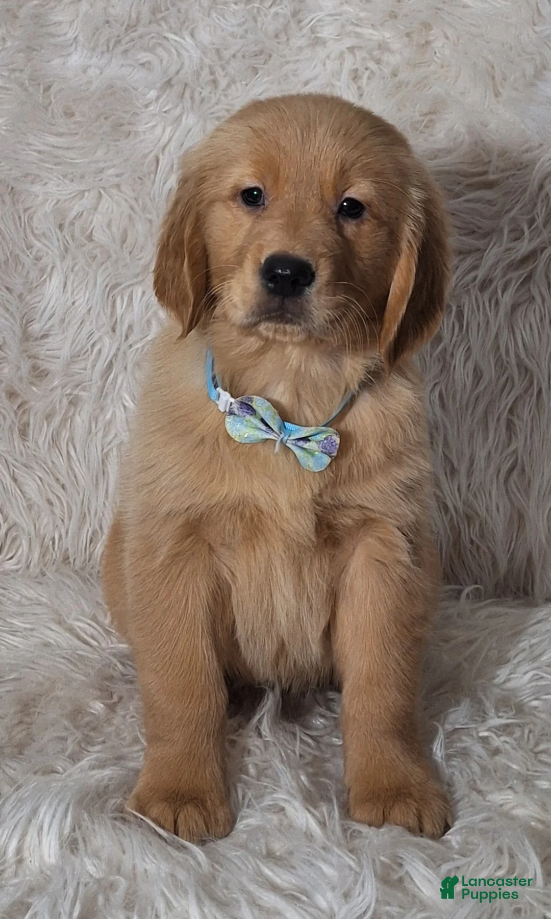 Golden Retriever dogs for sale: Juno - Ad 3