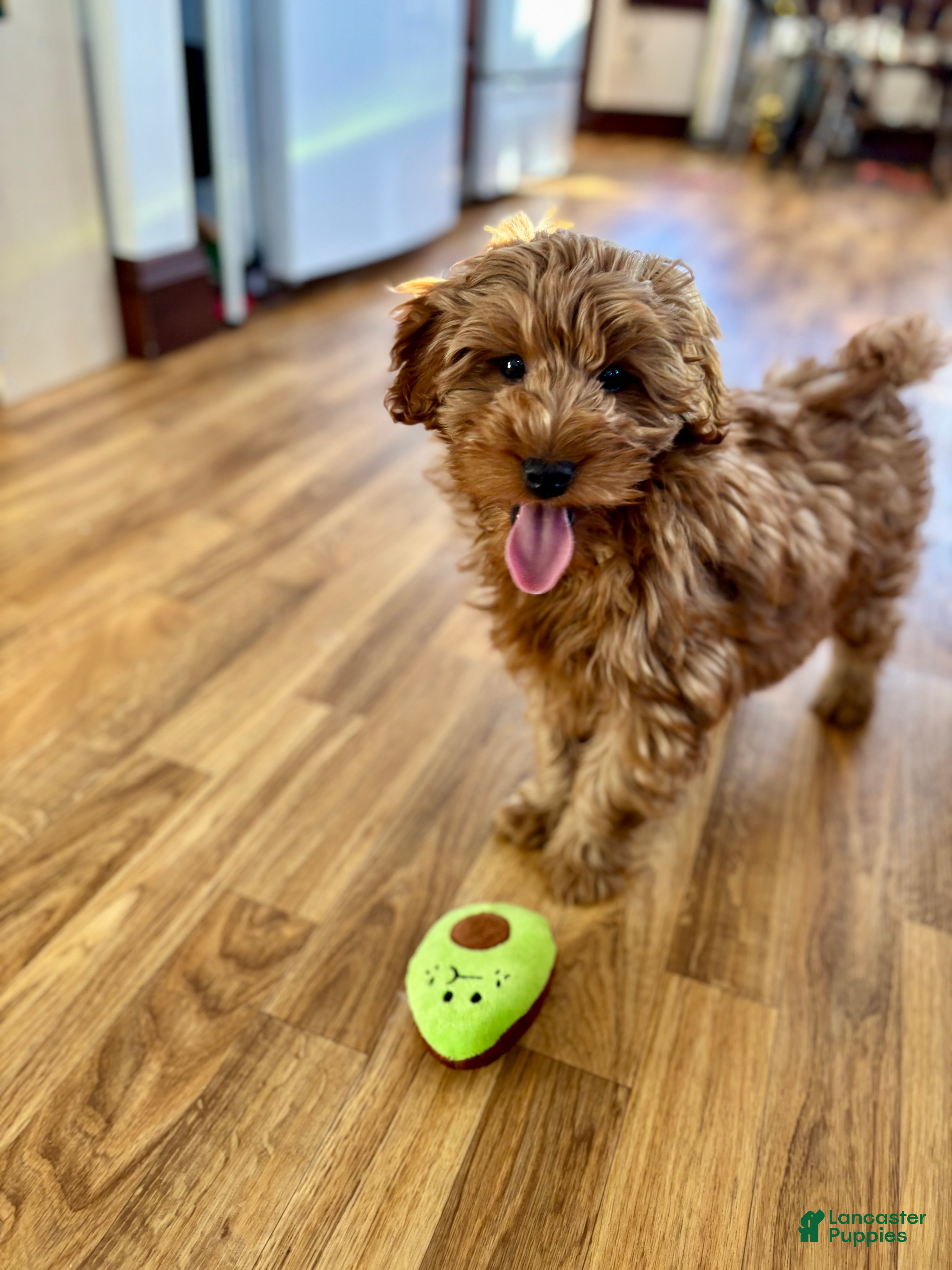 Goldendoodle dogs Luna - Ad 2