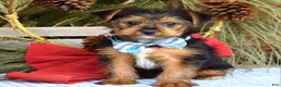 Yorkshire Terrier dogs for sale: Milo - Ad 2