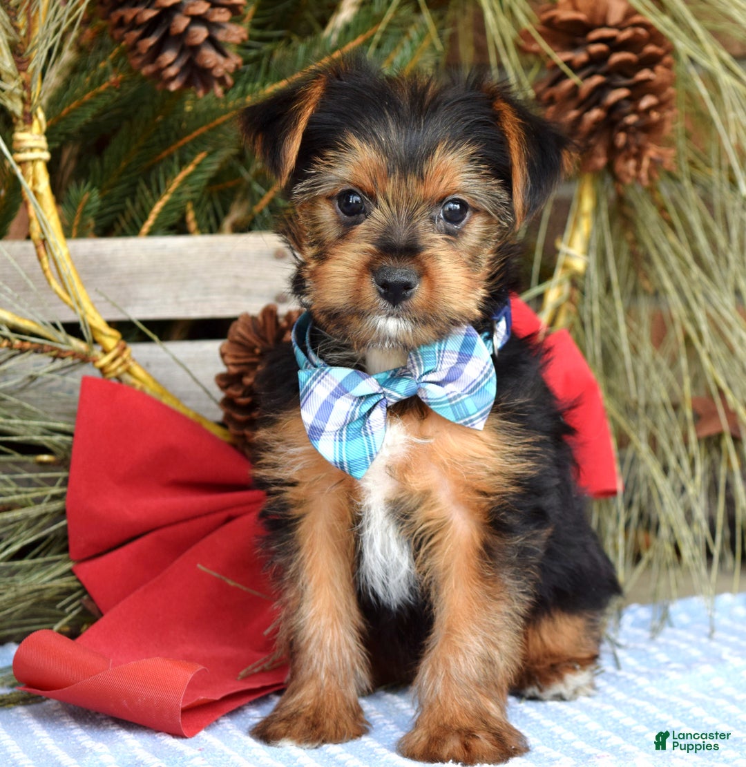 Yorkshire Terrier dogs for sale: Milo - Ad 2