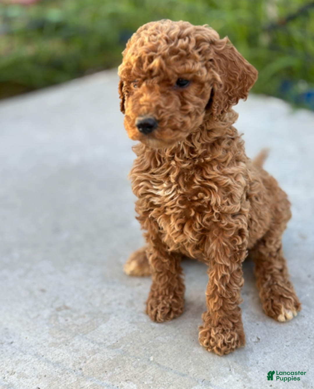 Standard Poodle dogs for sale: Bella - Ad 7