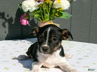 Mixed Breed dogs for sale: Blossom - Ad 3